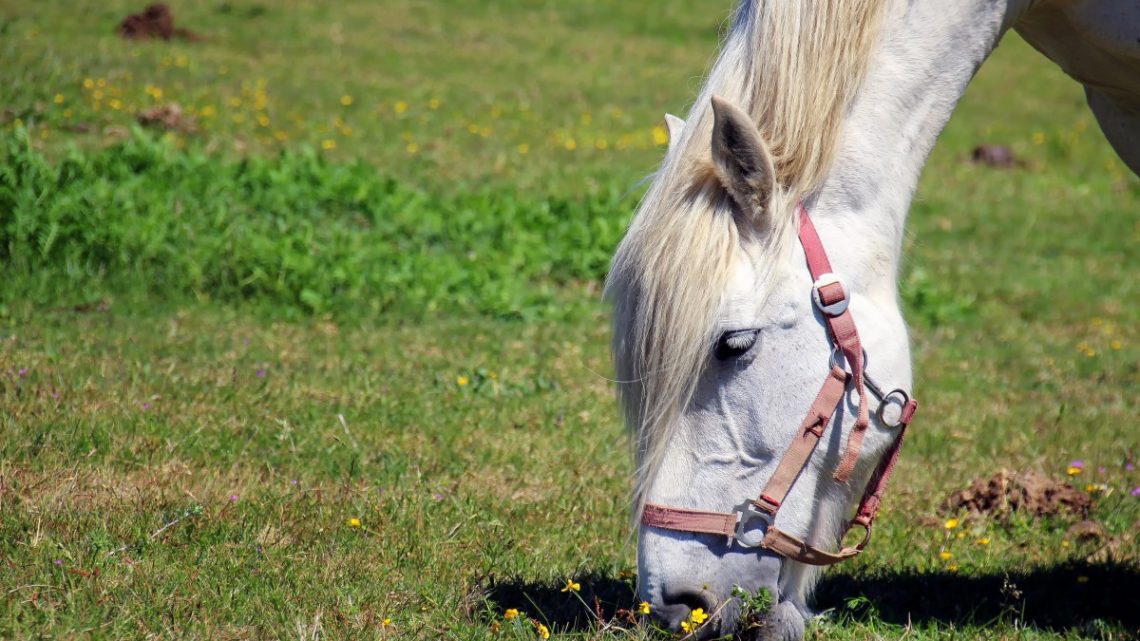 Louer des animaux : un incontournable pour tous vos projets